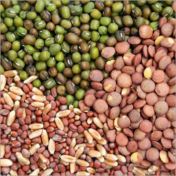 Pulses Seeds - Premium Quality Edible Variety | Rich in Protein Nutrient-Dense Healthy Snacking