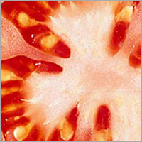 Tomato Seeds