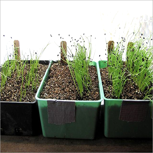 Onions Seeds