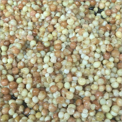 Okra Seeds