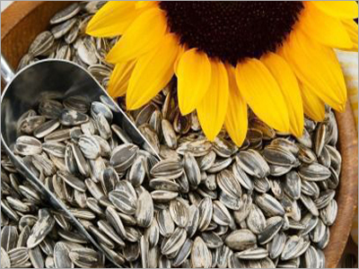 Sunflowers Bajra Seeds