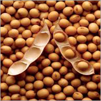 Soy Bean
