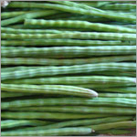 Green Drumstick Green Drumstick
