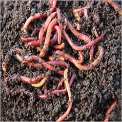 Earthworm Asenia Fatida