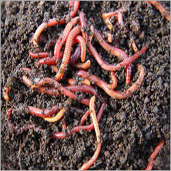 Earthworm Eisenia Fetida