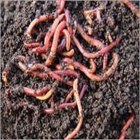 Earthworm Asenia Fatida