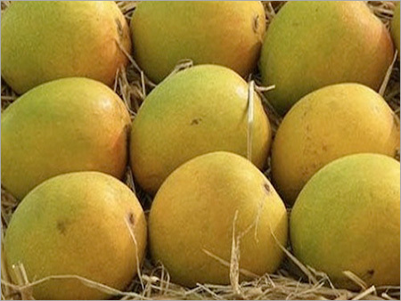 Alphonso Mango