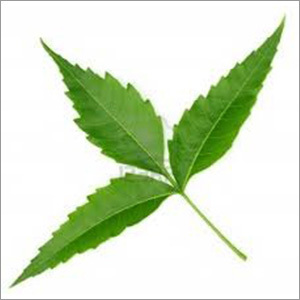 Neem Leaf