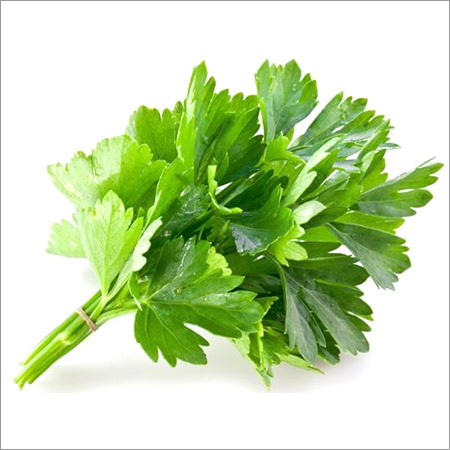 Green Coriander Leaves