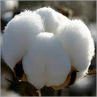 Cotton