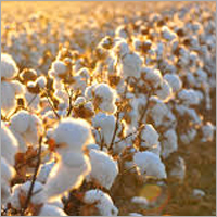 Raw Cotton