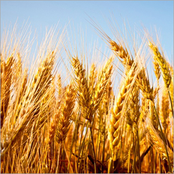 High Paddy Wheat