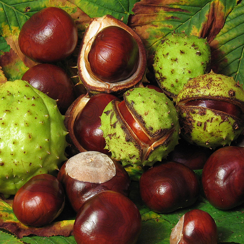 Horse Chestnut Oil Age Group: All Age Group