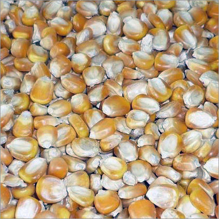 Yellow Maize