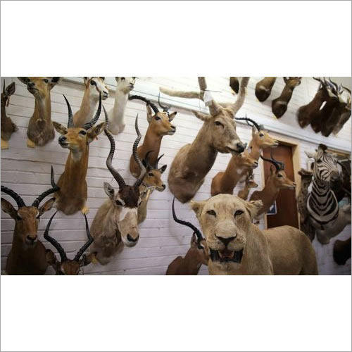 Animals Statue