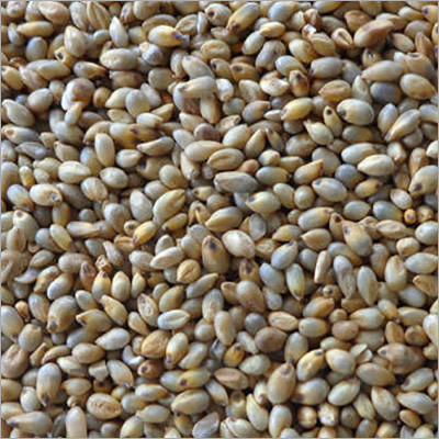 Pearl Millet (Bajra) Admixture (%): <1
