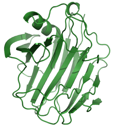 cellulase enzyme
