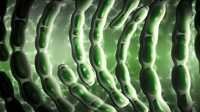 Bacillus Coagulans
