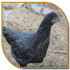 Kadaknath Black Chicken