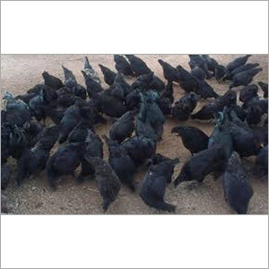 Black Hen