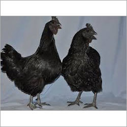 Livestock Black Hen