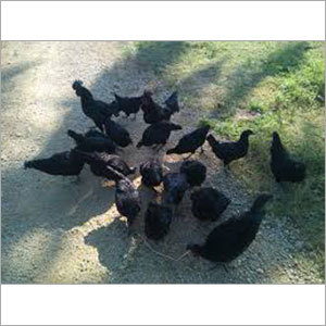 Livestock Kadaknath Chicken