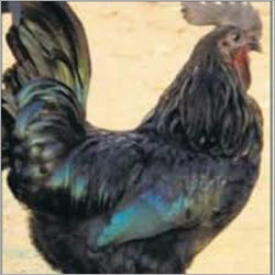 Kadaknath Hen