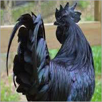 Black Hen