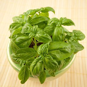 Basil Oil