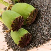 Poppy Seed Oil Age Group: All Age Group