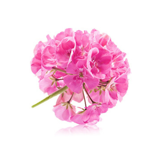 Geranium Oil Age Group: All Age Group