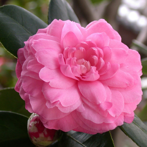 Camellia Oil Ingredients: Herbal Extract
