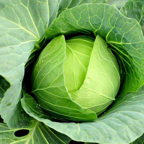 Cabbage Oil - Herbal Extract for Body Slimming and Moisturizing | All-Age Skin Treatment, Reduces Cellulite, Enhances Firmness & Freshness