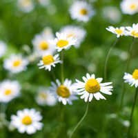 Roman Chamomile Oil Age Group: All Age Group