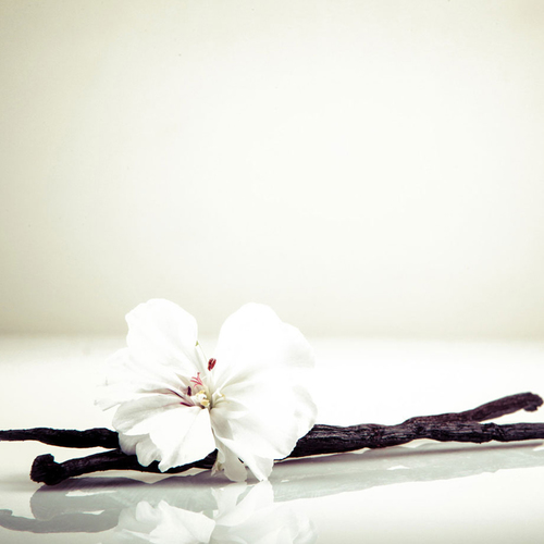 Vanilla Oil Age Group: All Age Group