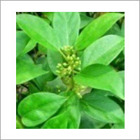 Sirukurinjan Powder