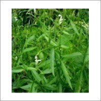 Andrographis Paniculata