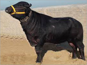 Murrah Bull