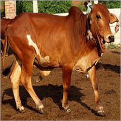 Sahiwal Bull