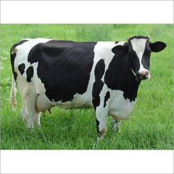 HF Cow karnal