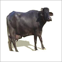 Mehsana Buffalo