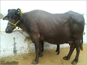 Mehsana Buffalos