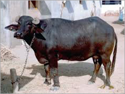 Buffalos Mehsana supplier karnal