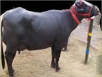 Murrah Buffalo haryana