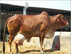 Sahiwal Cows supplier karnal