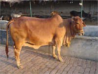 Cow Sahiwal