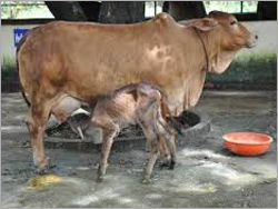 Sahiwal cow in india