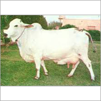 Tharparkar Cow