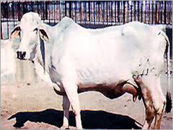 Tharparkar Cows