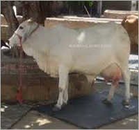 Cow Tharparkar